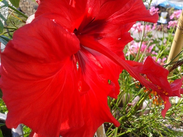 tropski hibiskus